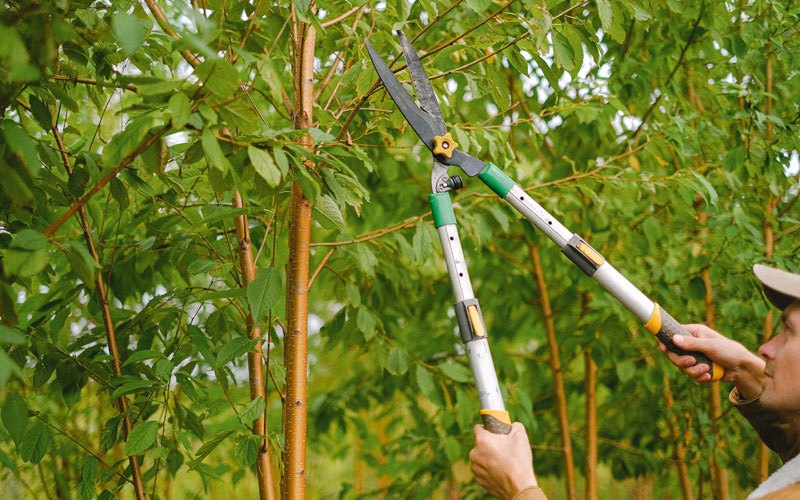 Tree trimming in Breese, IL